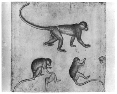 Monkeys, from The Vallardi Album by Antonio Pisanello